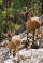 Wild goats kri-kri in Samaria Gorge, Crete, Greece.
